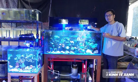 Bỏ phố về quê nuôi cá cảnh, 9X Đồng Tháp thu nhập hàng trăm triệu mỗi năm