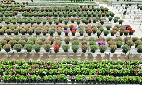 Đồng Tháp: Đẩy nhanh tiến độ Festival Hoa - Kiểng Sa Đéc lần II năm 2025