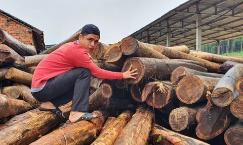 Đà Nẵng: Giá trị sản xuất lâm nghiệp đạt hơn 3.000 tỷ đồng/năm