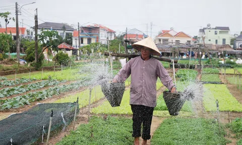 Trà Quế – làng rau xanh được thế giới vinh danh