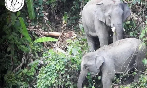 Từ xung đột đến sinh kế bền vững: Bài học bảo tồn voi ở Đà Nẵng
