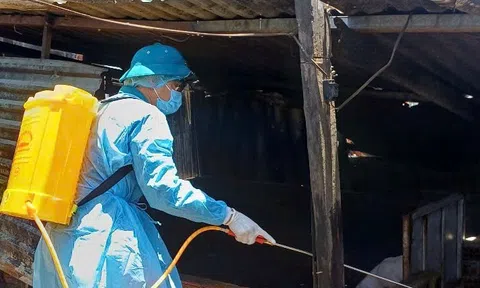 43 xã an toàn, Đà Nẵng ghi nhận dịch tả lợn Châu Phi giảm mạnh