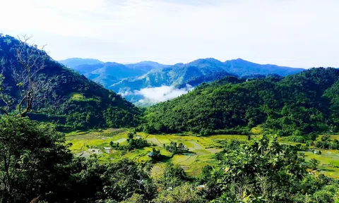 Đà Nẵng phát triển thị trường carbon, hỗ trợ doanh nghiệp xanh