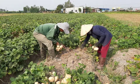 Đồng Nai hỗ trợ nông dân tiêu thụ nông sản sau giãn cách
