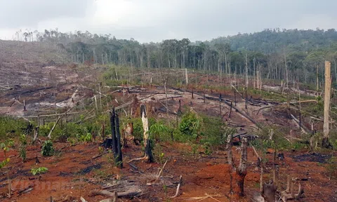 Đắk Nông: Làm mất hơn 200 ha rừng, hợp tác xã bị thu hồi dự án nông lâm nghiệp