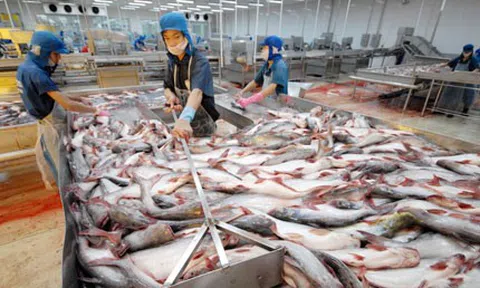 Ngành cá tra trước nguy cơ thiếu nguyên liệu sản xuất