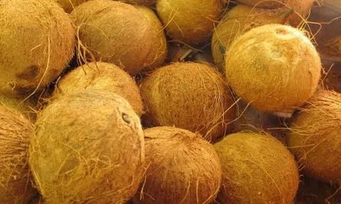 Giá dừa khô nguyên liệu tăng mạnh tại Bến Tre