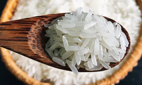 Phú Thọ thử nghiệm thành công giống lúa ST25