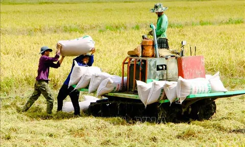 Thị trường nông sản tuần qua: Thị trường lúa, gạo tiếp tục ổn định