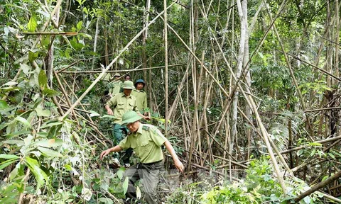Bắc Giang đặt mục tiêu tăng giá trị sản xuất lâm nghiệp 6%/năm