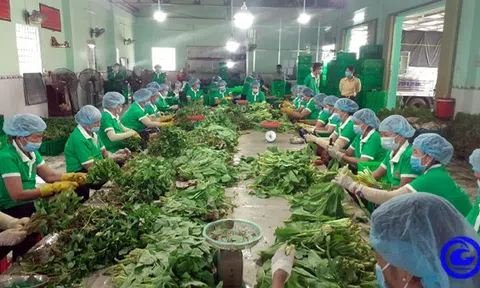 Tiền Giang phát triển kinh tế hợp tác làm nòng cốt đổi mới tam nông