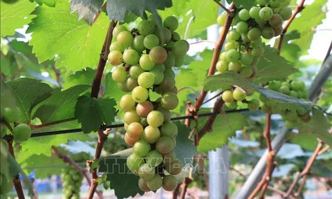 Trồng nho - hướng đi mới cho nông dân Bắc Ninh