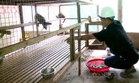 Mô hình nuôi chồn hương cho lợi nhuận đến 200 triệu đồng/năm