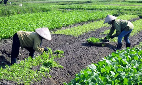 Mưa kéo dài, giá các loại rau xanh tăng mạnh tại Vĩnh Phúc