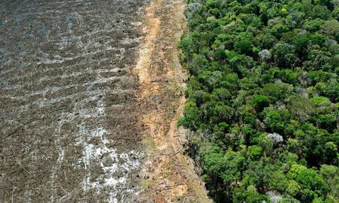 Các lãnh đạo thế giới cam kết đầu tư gần 20 tỷ USD để bảo vệ và phục hồi rừng