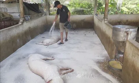 Đắk Nông phòng, chống dịch bệnh trên đàn gia súc