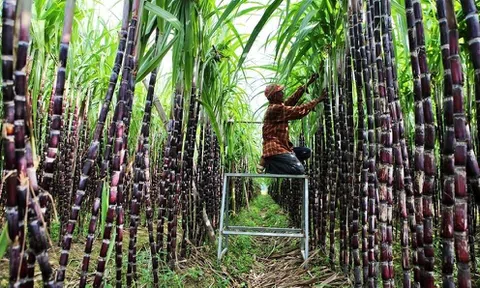 Cơ hội cho doanh nghiệp mía đường trong nước