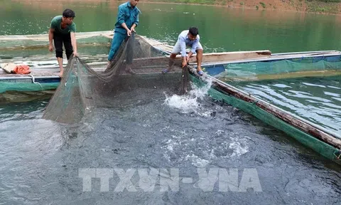 Tập huấn nuôi cá lồng lòng hồ sông Đà
