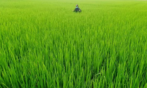 Giống lúa J02 nguồn gốc từ Nhật Bản bén rễ trên vùng đất Tổ