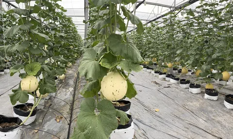 Chính sách hỗ trợ doanh nghiệp nhằm phục hồi và phát triển kinh tế xã hội: Thực trạng và giải pháp