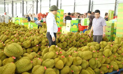 Đắk Lắk đảm bảo việc thu hoạch, tiêu thụ sầu riêng đạt hiệu quả cao