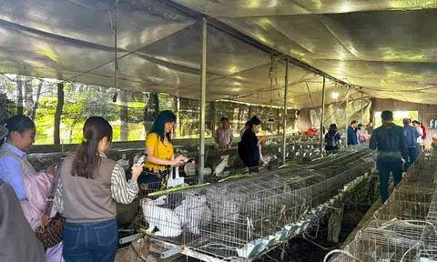 Làng doanh nhân số – Giải pháp thúc đẩy đổi mới sáng tạo cho cộng đồng doanh nhân