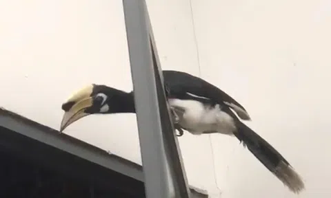 Cơ quan chức năng tiếp nhận cá thể chim Cao cát bụng trắng quý hiếm bay lạc vào quán nhậu