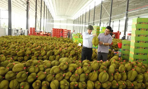 Tương lai bền vững của ngành nông nghiệp theo hướng kinh tế xanh