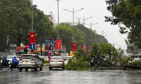 Đắk Lắk có mưa nhỏ đến mưa vừa, một số cây xanh đổ ngã do ảnh hưởng bão số 13