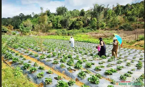 Du lịch canh nông hướng phát triển bền vững cho kinh tế nông thôn
