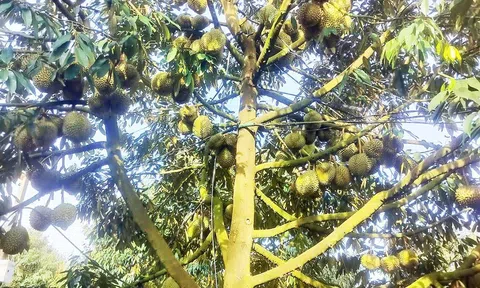 Ứng dụng công nghệ số vào canh tác sầu riêng tại Đắk Lắk