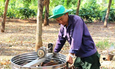 Chuyện về những đàn ong du mục ở Tây Nguyên