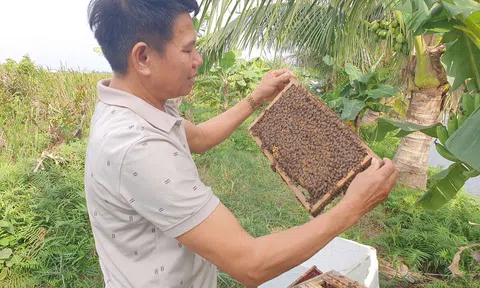 Chắt chiu hoa thơm rừng ngập mặn thành mật ong OCOP 4 sao nổi tiếng