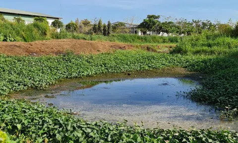Hơn 300 trại chăn nuôi tại Đồng Nai không có đủ giấy phép về môi trường