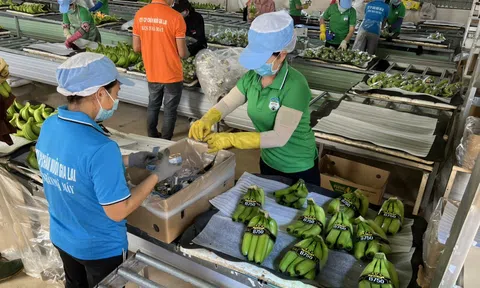 "Sức khoẻ" tài chính của Hoàng Anh Gia Lai sau tháng 8/2023 thế nào?