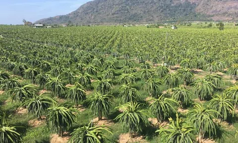 Bình Thuận hướng tới nền nông nghiệp công nghệ cao