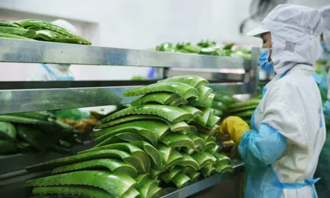 Kết thúc quý III/2023, “Vua Nha Đam” báo lãi đột biến