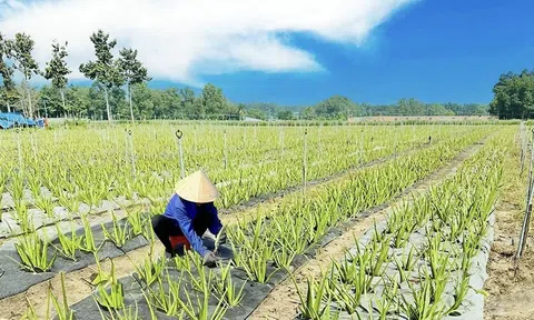 Nông nghiệp xanh, nông nghiệp tuần hoàn chinh phục thị trường quốc tế