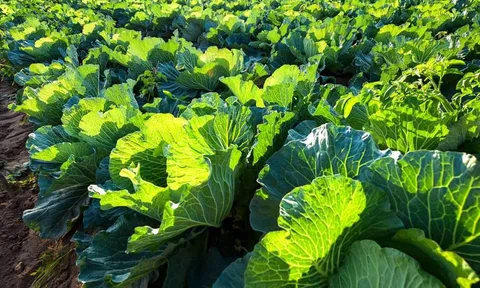 Tăng cường an toàn thực phẩm trong sản xuất nông nghiệp