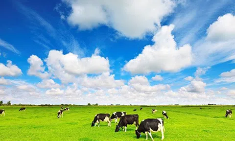 “Ông lớn” ngành sữa Việt Nam sắp hoàn tất chi 6.000 tỷ đồng trả cổ tức