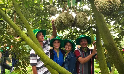 Phân bón Phú Mỹ: Bí quyết cho cây dưa và sầu riêng ở miền Trung – Tây Nguyên những mùa bội thu