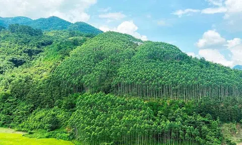 Cơ hội cho sự phát triển bền vững thị trường carbon trong lâm nghiệp