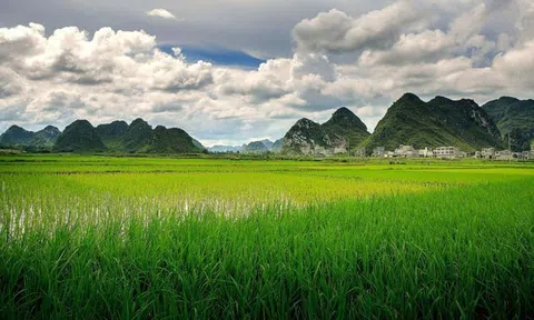 “Thiên hướng” xanh, sản xuất lúa, trung hoà hữu cơ là trung tâm của môi trường sinh thái