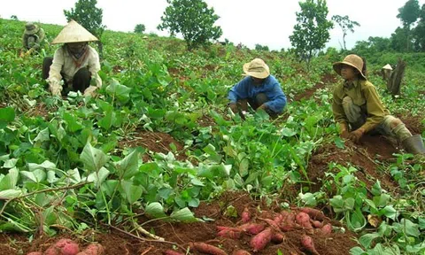 Sự bứt phá trong mô hình IPHM trên cây khoai lang, giúp nông dân tăng thêm lợi nhuận