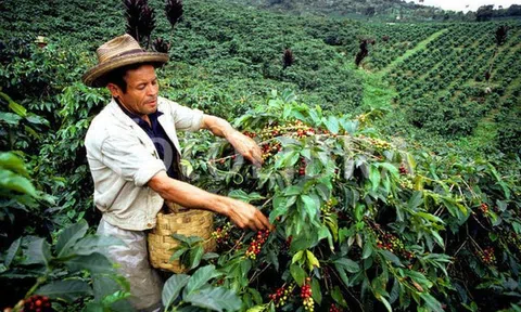 Mô hình SCF - “Hiện thực hoá” canh tác cà phê thông minh