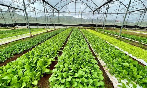 Nông nghiệp xanh – Xu hướng tất yếu định hình tương lai nông nghiệp Việt Nam