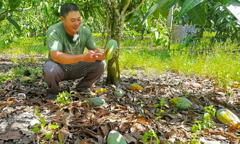 Xoài rớt giá, thương lái bỏ cọc, nông dân Đồng Nai xót xa nhìn trái chín rụng đầy gốc