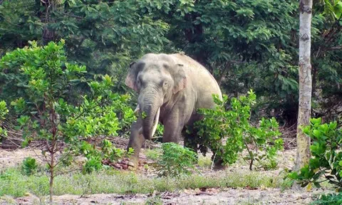 Đàn voi rừng vào rẫy, nghi quật chết một người dân ở Đồng Nai