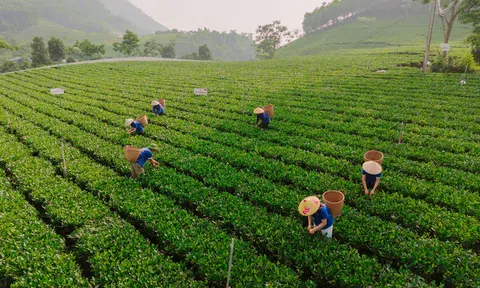 Niềm vui an cư của người dân trồng chè ở La Bằng (Thái Nguyên)