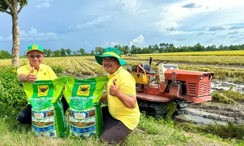 Đầu Trâu Bio-Canxi: Một giải pháp phân bón mới cho canh tác lúa gạo bền vững và giảm phát thải